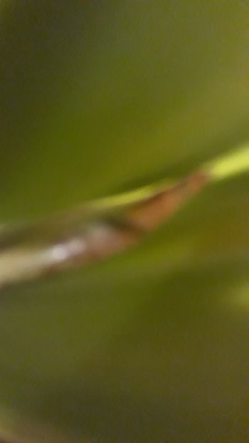  - Boli la orhidee - sfaturi va rog