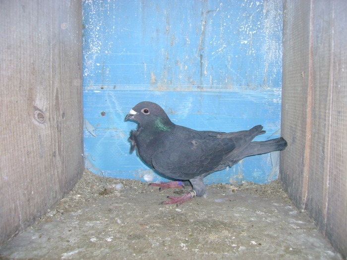 negru cu funda - porumbei ornament