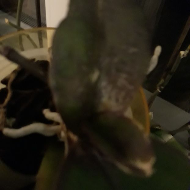  - Boli la orhidee - sfaturi va rog