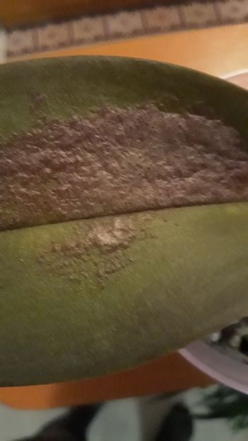  - Boli la orhidee - sfaturi va rog