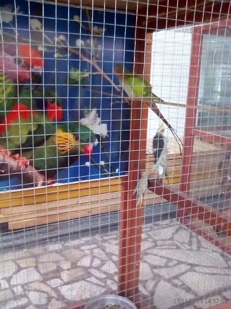 WhatsApp Image 2019-11-17 at 8.46.34 AM (2) - 30---expozitie Sannicolau Mare 15 17 11 2019