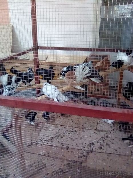 WhatsApp Image 2019-11-17 at 8.47.24 AM (3) - 30---expozitie Sannicolau Mare 15 17 11 2019