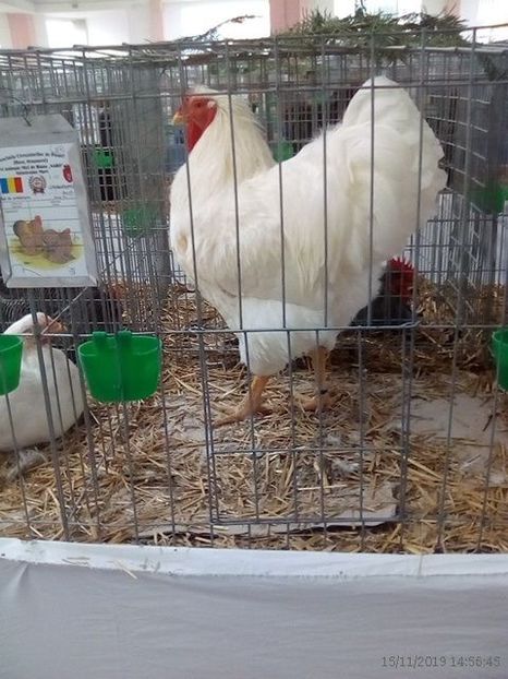 WhatsApp Image 2019-11-17 at 8.47.24 AM - 30---expozitie Sannicolau Mare 15 17 11 2019