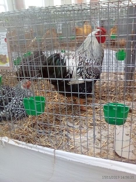 WhatsApp Image 2019-11-17 at 8.47.25 AM - 30---expozitie Sannicolau Mare 15 17 11 2019