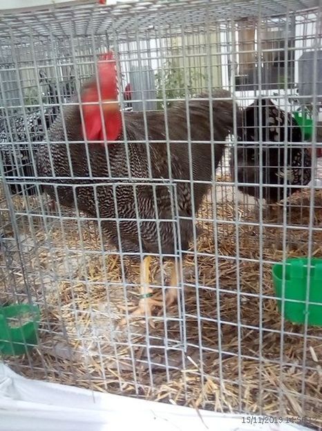 WhatsApp Image 2019-11-17 at 8.47.26 AM (2) - 30---expozitie Sannicolau Mare 15 17 11 2019