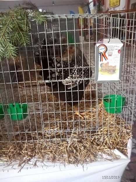 WhatsApp Image 2019-11-17 at 8.47.26 AM (3) - 30---expozitie Sannicolau Mare 15 17 11 2019