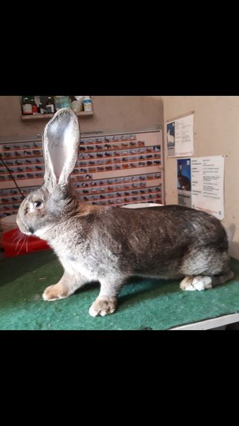 Screenshot_20191122-215615_WhatsApp - IN VIZITA LA SORIN DOGAR- UGG