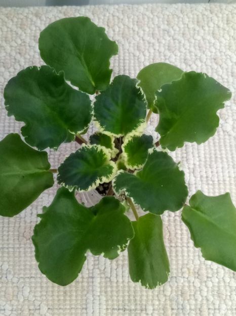 22 nov - ZZ Ma s Taffy Swirl