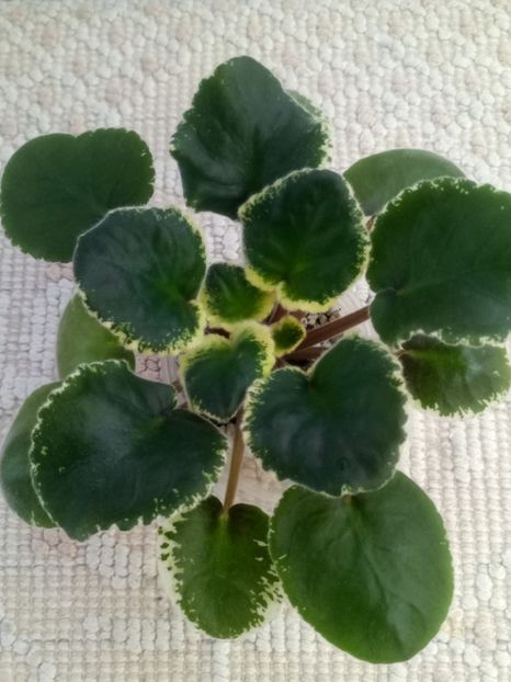 22 nov - SM Shikarnyy Mak