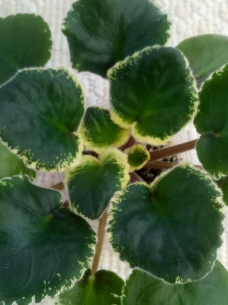 22 nov - SM Shikarnyy Mak