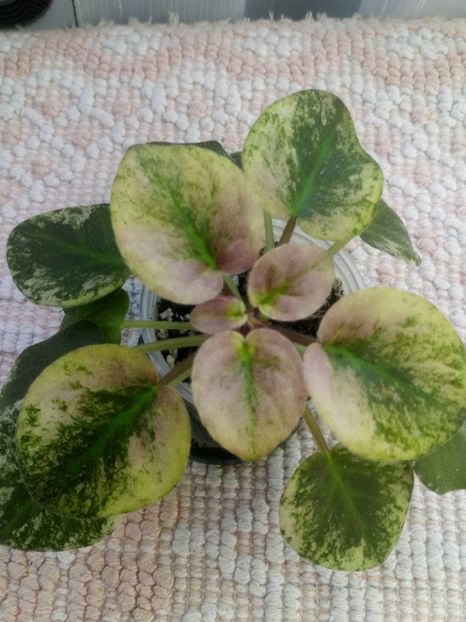 13 nov - Champagne Pink