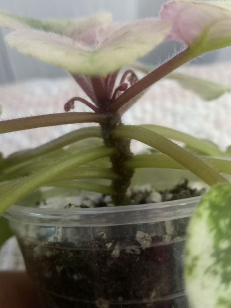 13 nov - Champagne Pink