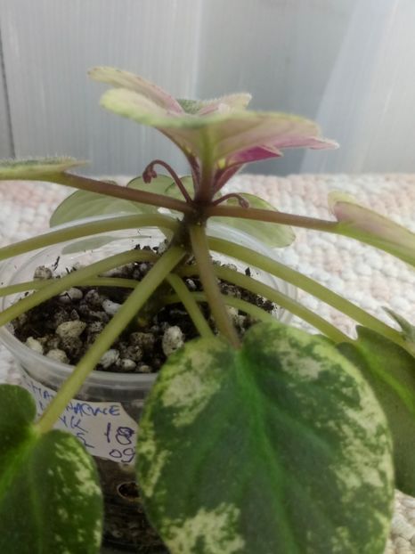 13 nov - Champagne Pink