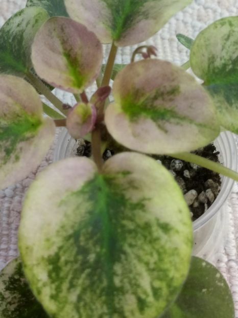 22 nov - Champagne Pink