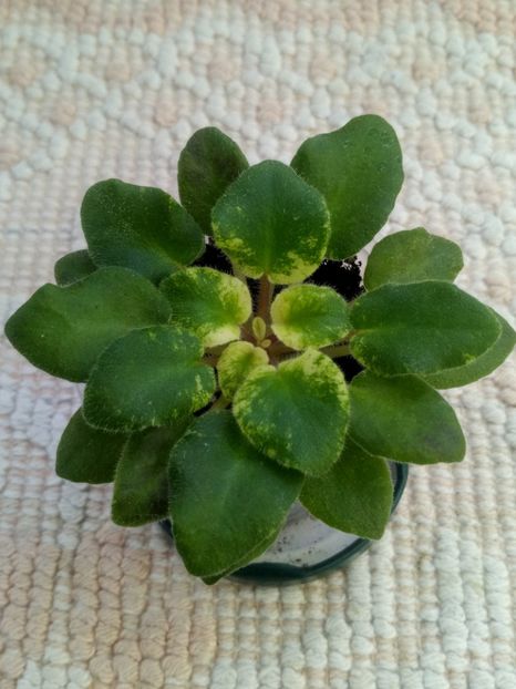 13 nov - Rob s Silver Spook