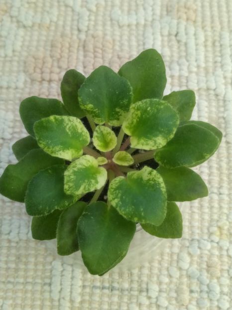 22 nov - Rob s Silver Spook