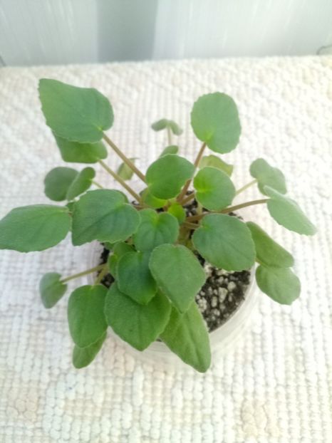 22 nov - Happy Trails