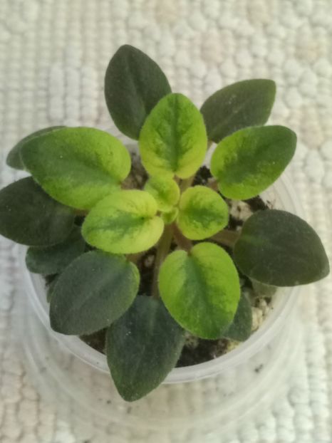 22 nov - ZZ Sensational Sandra