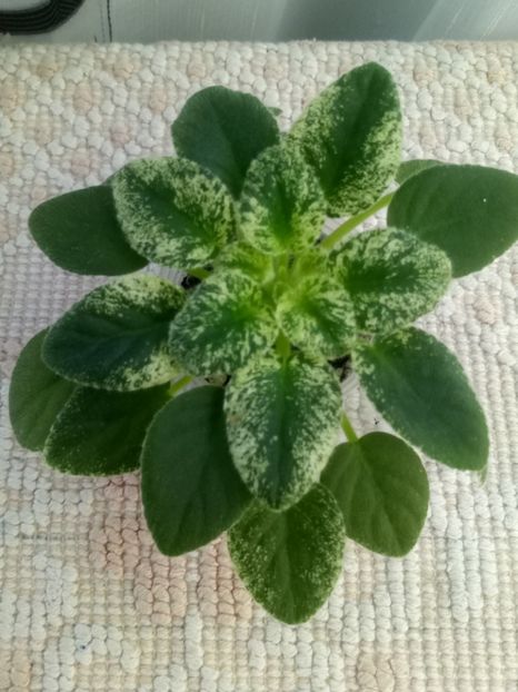 22 nov - Alan s Fallen Angel