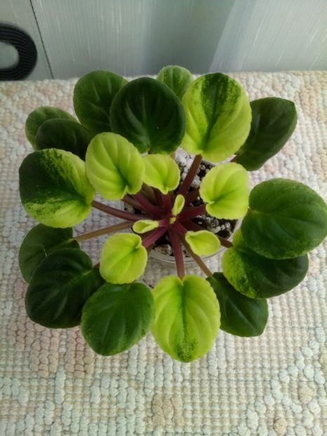 22 nov - Mac s Walkabout Uluru