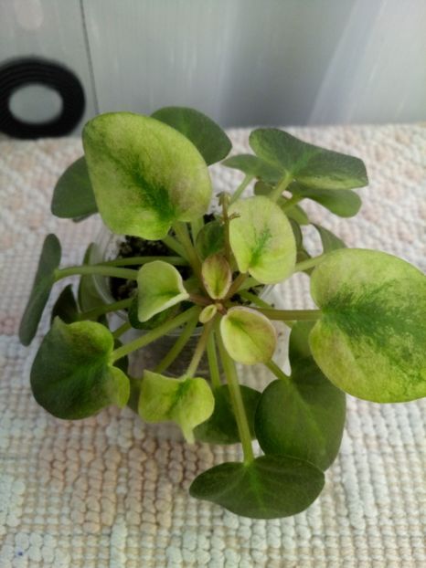 22 nov - Ramblin Dots