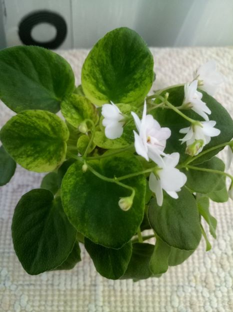 22 nov - Ramblin Silver