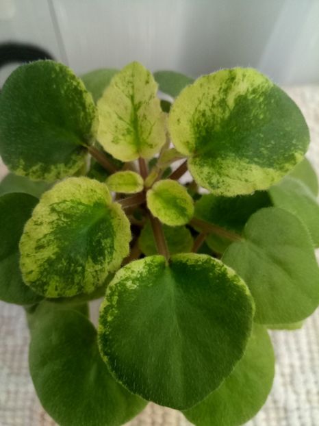 22 nov - Ramblin Spots