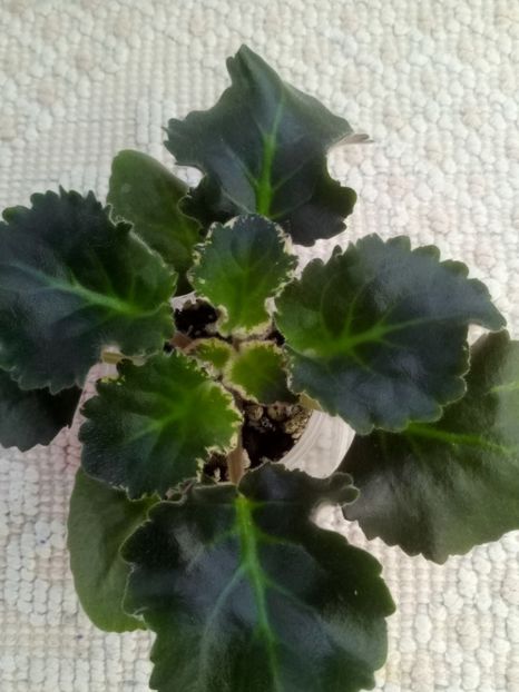 22 nov - ZZ LE Pariszkije Tainy