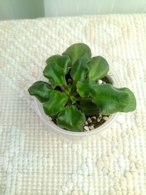 22 nov - Imp s Fortuitous Fancy