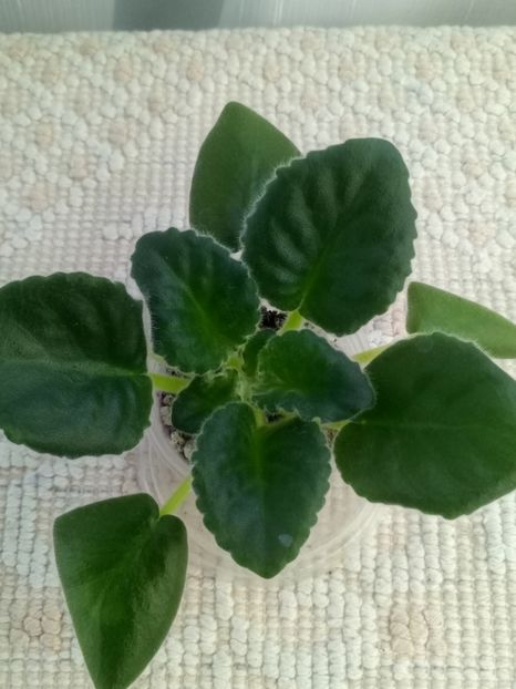 22 nov - LE Parnasskaja Roza