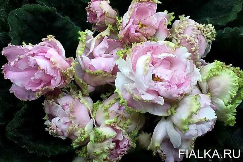 LE Parnasskaja Roza poza net - LE Parnasskaja Roza