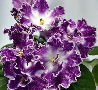 VaT Pulsar poza net - VaT Pulsar