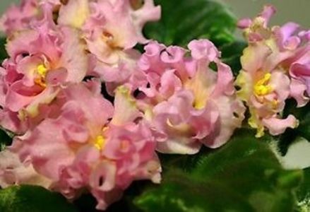 KZ Danochka poza net - KZ Danochka