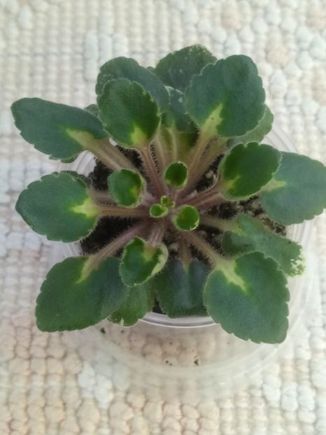 22 nov - Snuggles Lady Dawn