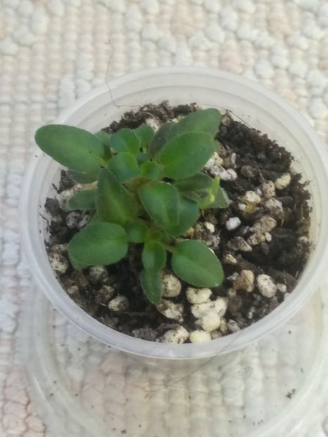 22 nov - Hot Pink Bells