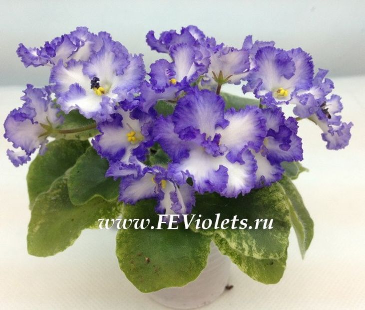 LE Almaznaya Pil poza net - LE Almaznaya Pyl