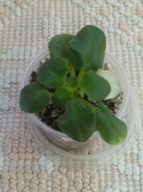 22 nov - LE Almaznaya Pyl