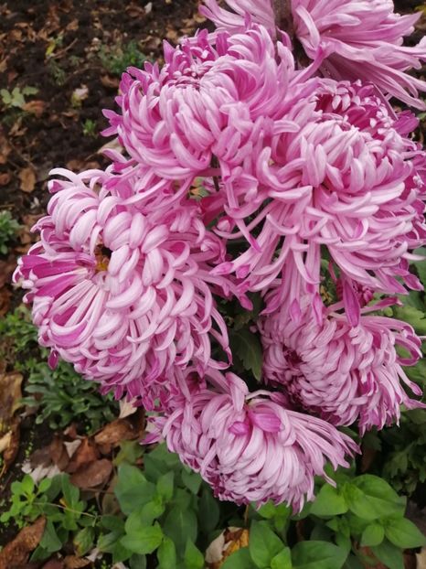  - Crizanteme si tufanele