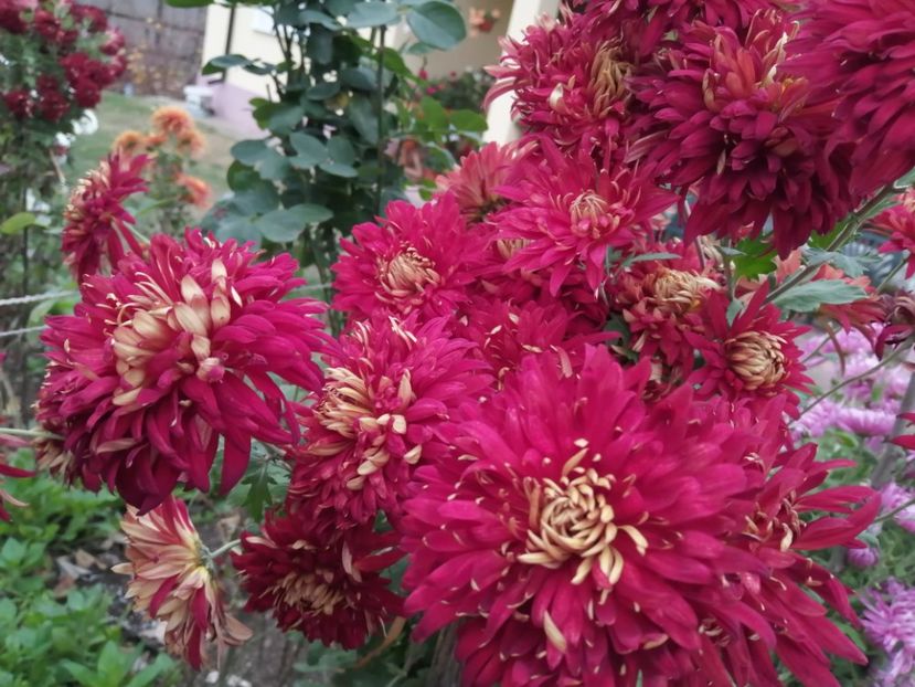  - Crizanteme si tufanele