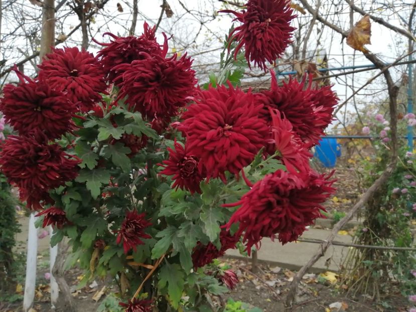  - Crizanteme si tufanele