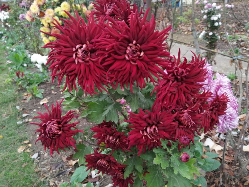  - Crizanteme si tufanele
