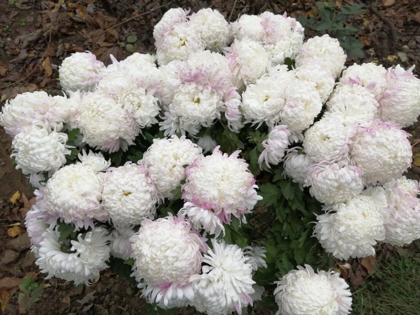  - Crizanteme si tufanele