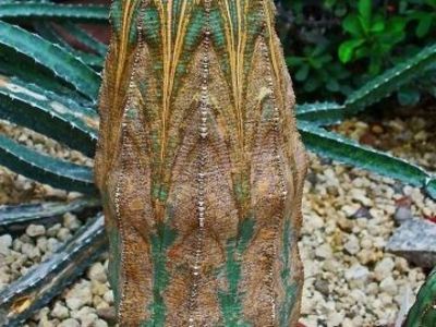 Euphorbia Obesa - Plante spectaculoase - in lume
