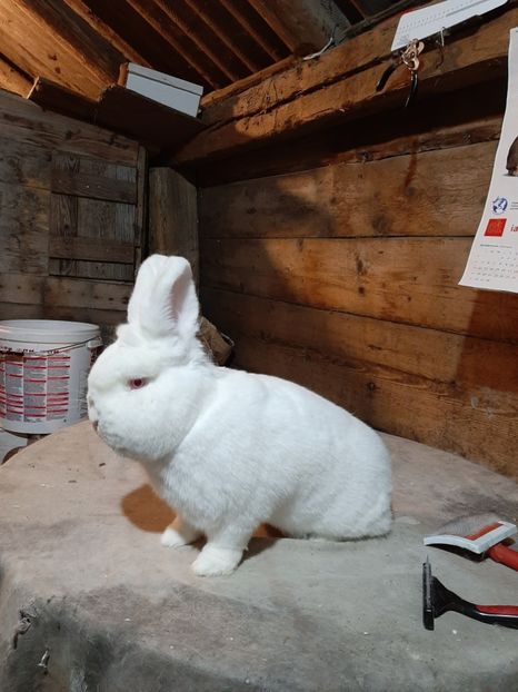 Mascul februarie - TINERET NEO ALB 2019