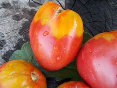  - SEMINTE ROSII - T 464 BOBBIE