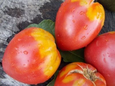  - SEMINTE ROSII - T 464 BOBBIE