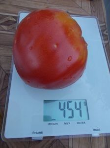  - SEMINTE ROSII - T 464 BOBBIE