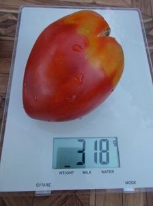  - SEMINTE ROSII - T 464 BOBBIE