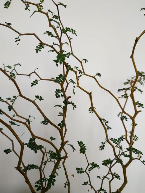  - plantutele mele