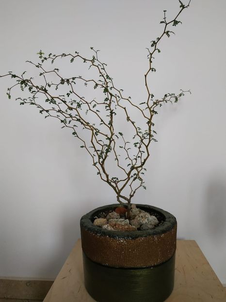  - plantutele mele